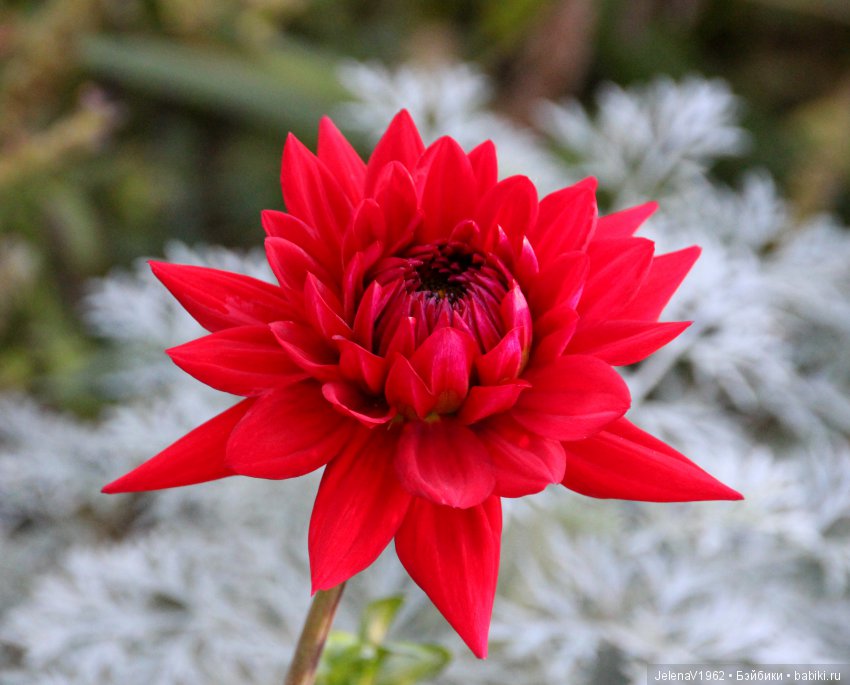 Джонина от Цвергназе и краски осени. Одежда своими руками