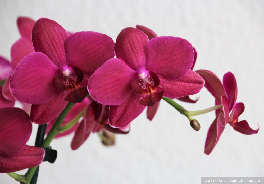 Слишком красивая Цвергназе! Verena, Zwergnase Junior