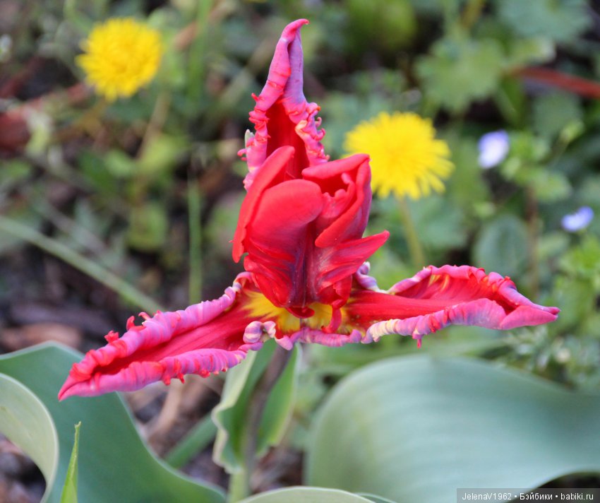 Со мною вот что происходит... или Азалия-3. Zwergnase Junior