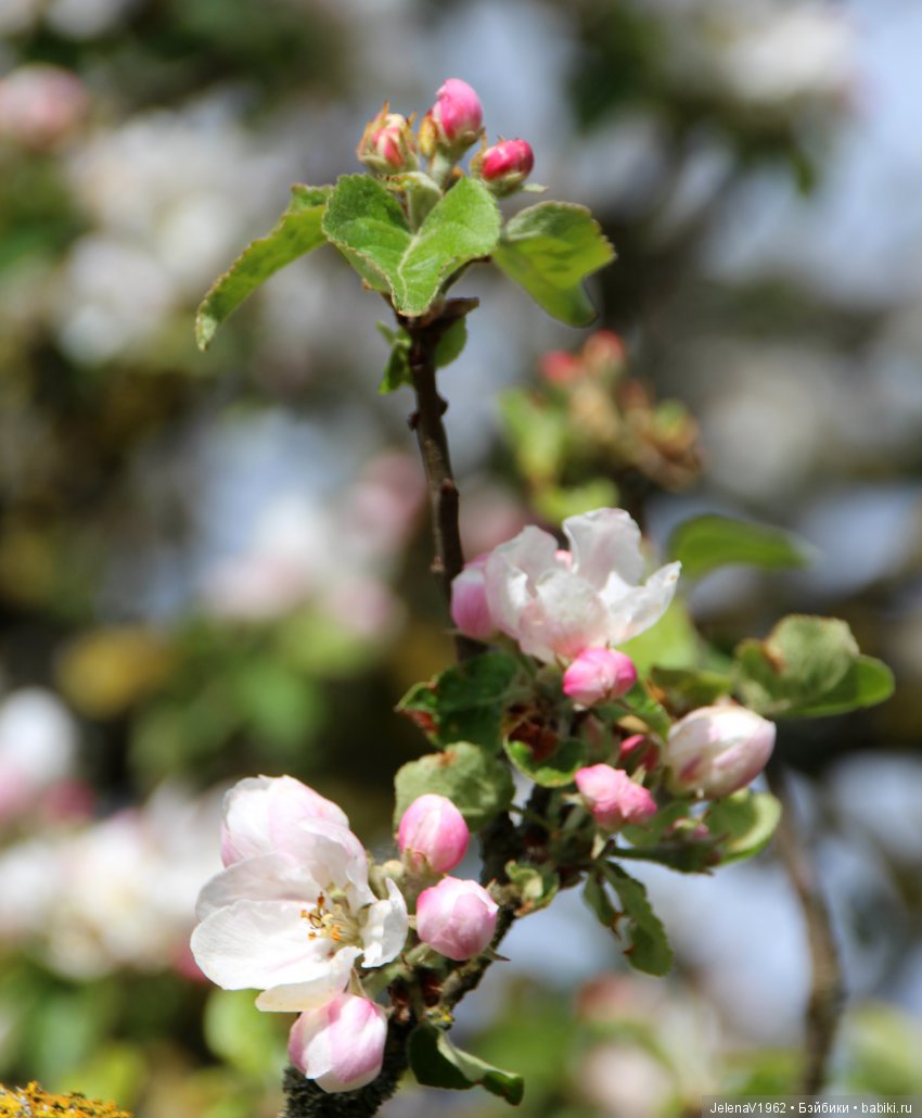 Со мною вот что происходит... или Азалия-3. Zwergnase Junior