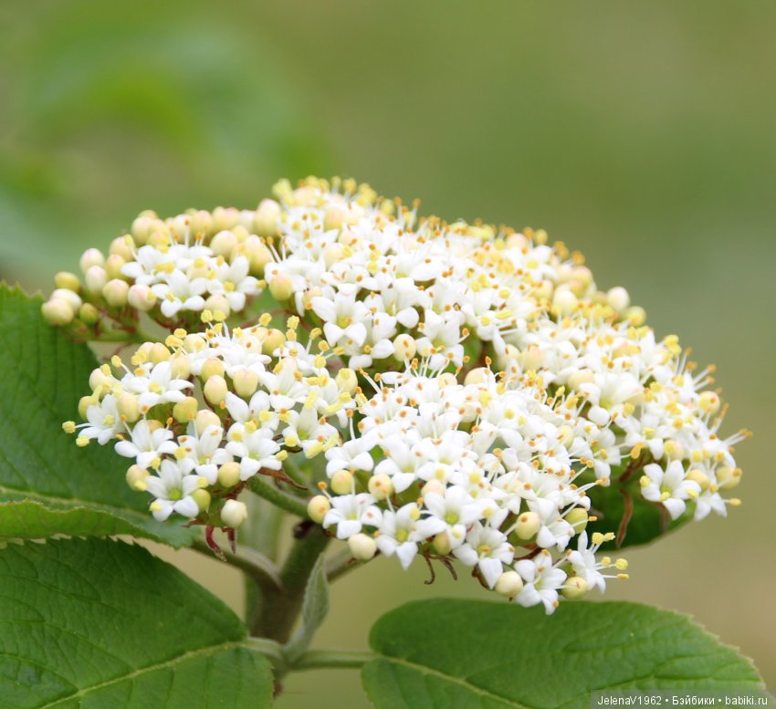 Со мною вот что происходит... или Азалия-3. Zwergnase Junior