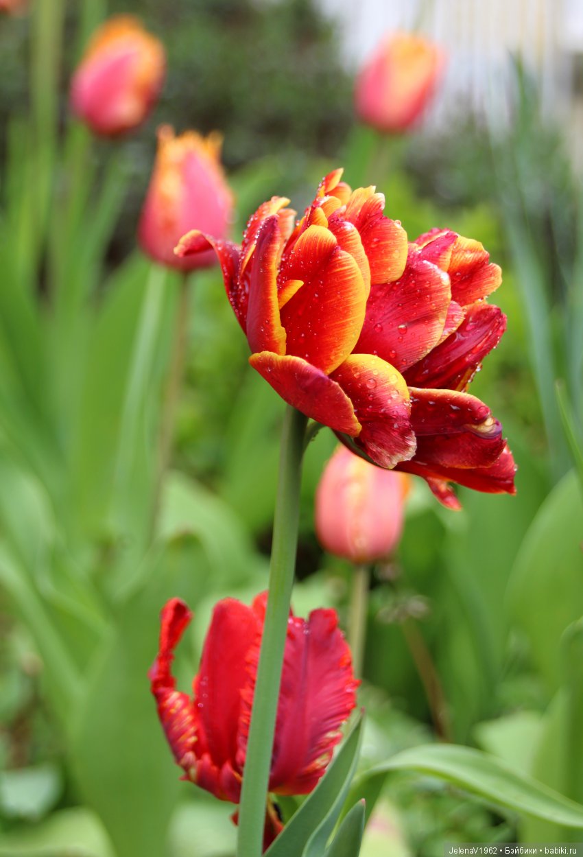 Со мною вот что происходит... или Азалия-3. Zwergnase Junior