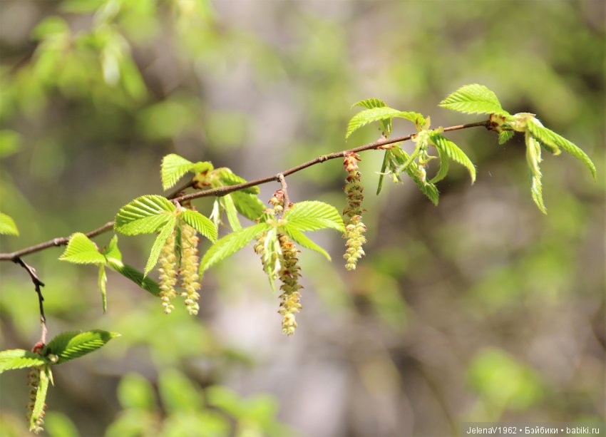 Со мною вот что происходит... или Азалия-3. Zwergnase Junior