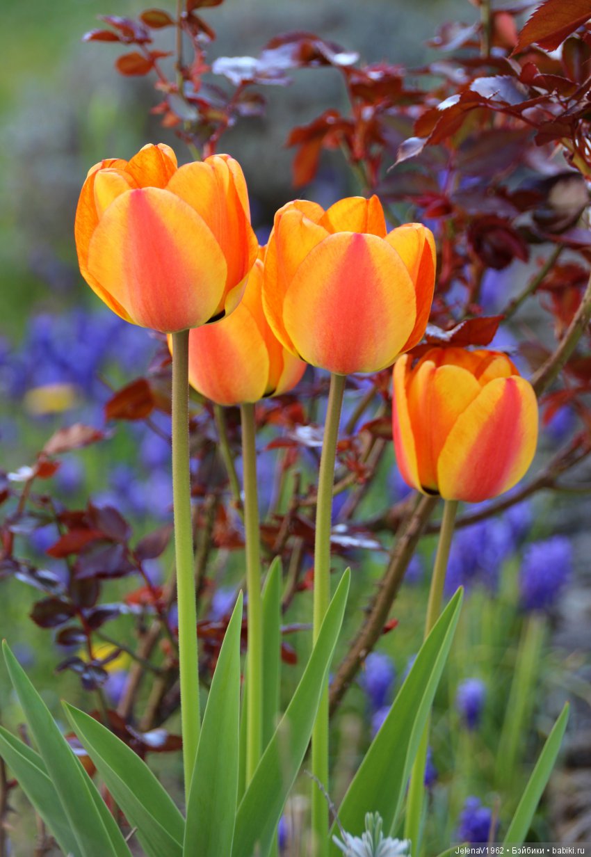 Со мною вот что происходит... или Азалия-3. Zwergnase Junior