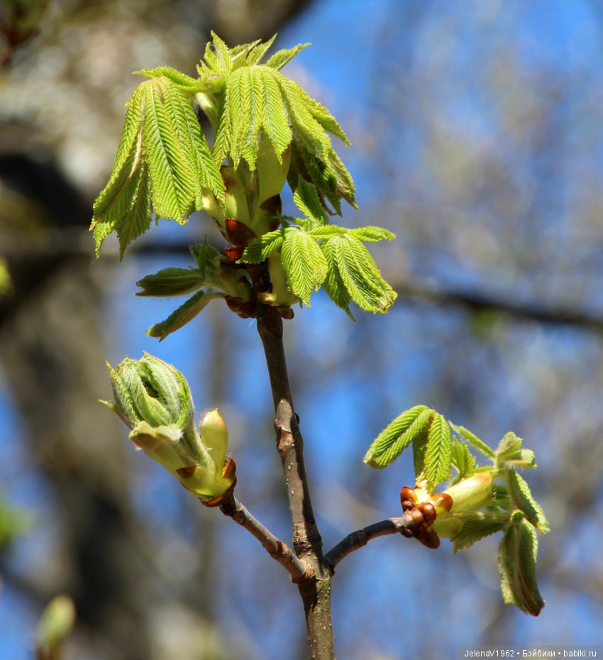 Со мною вот что происходит... или Азалия-3. Zwergnase Junior