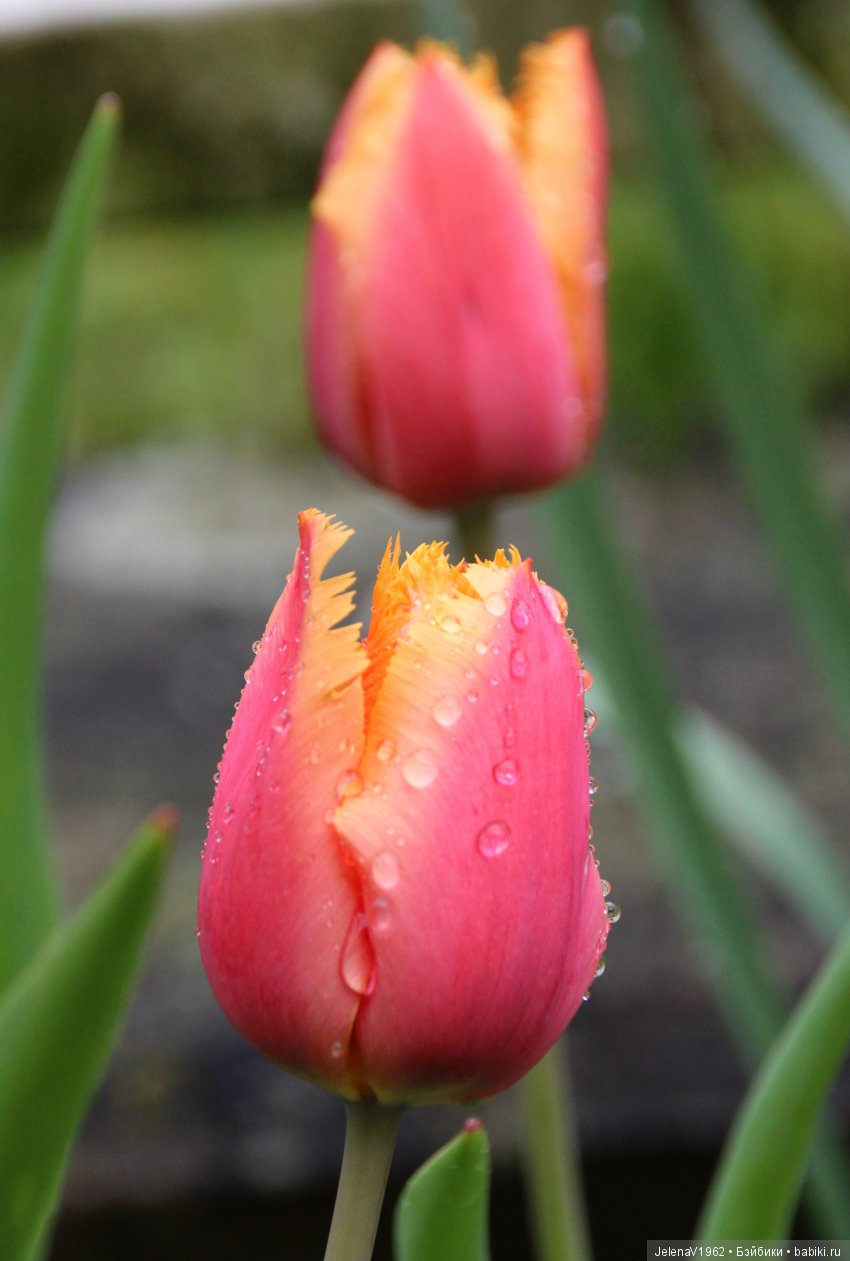 Со мною вот что происходит... или Азалия-3. Zwergnase Junior