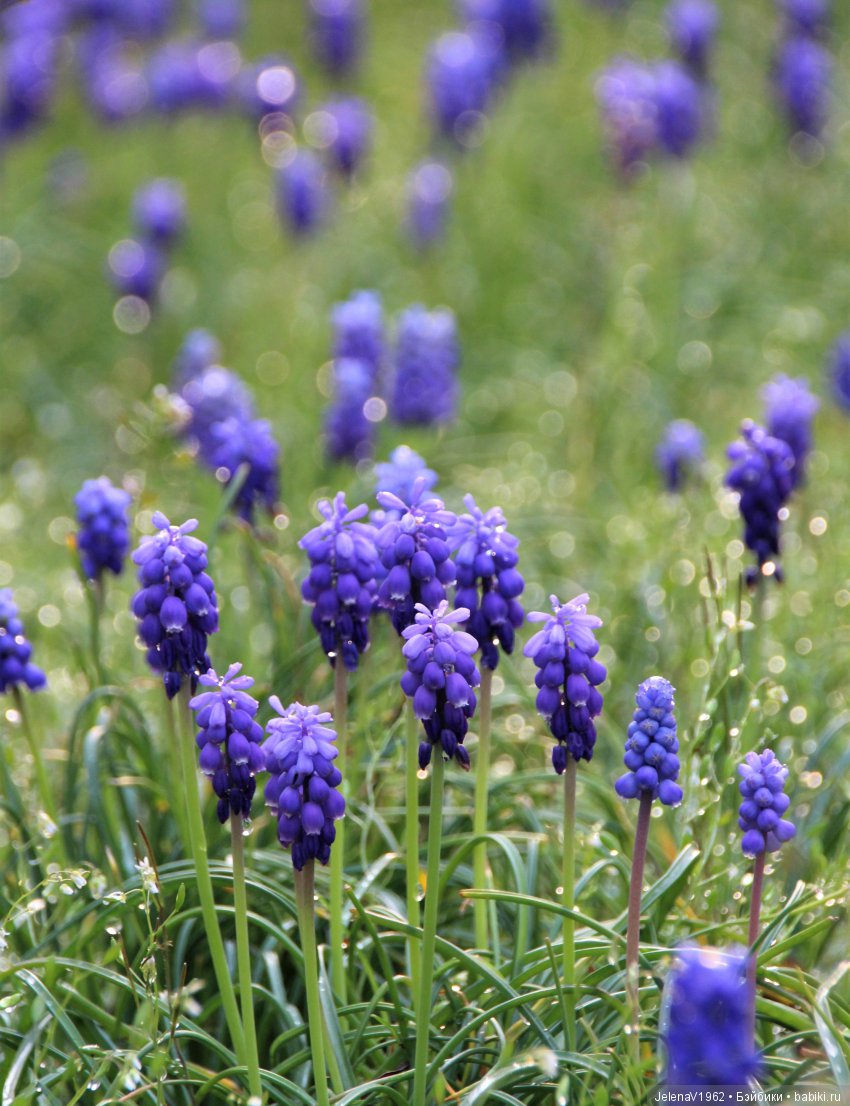 Со мною вот что происходит... или Азалия-3. Zwergnase Junior