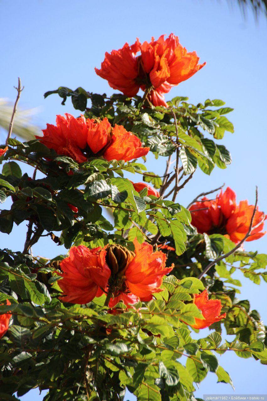 Удивительные цветы Тенерифе глазами Вихтелей