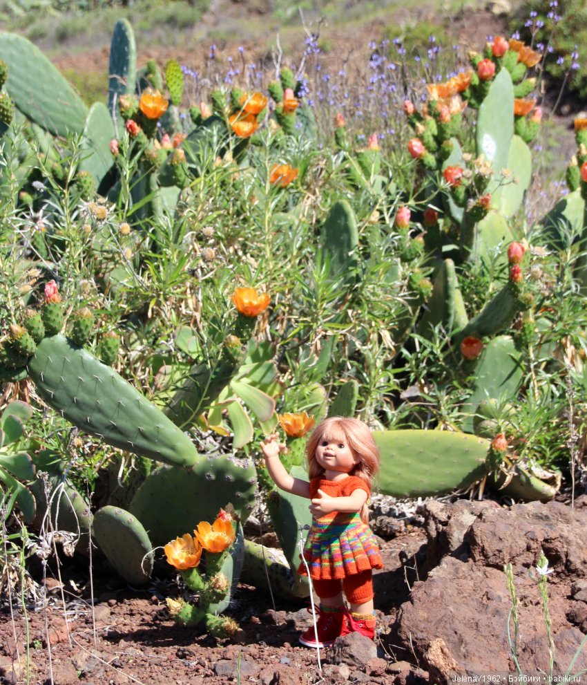 Удивительные цветы Тенерифе глазами Вихтелей