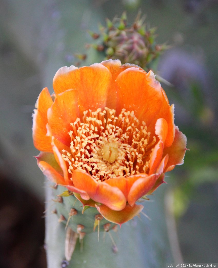 Удивительные цветы Тенерифе глазами Вихтелей