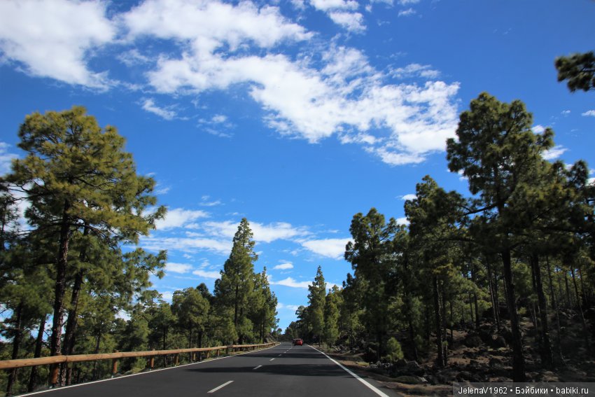 Удивительные цветы Тенерифе глазами Вихтелей