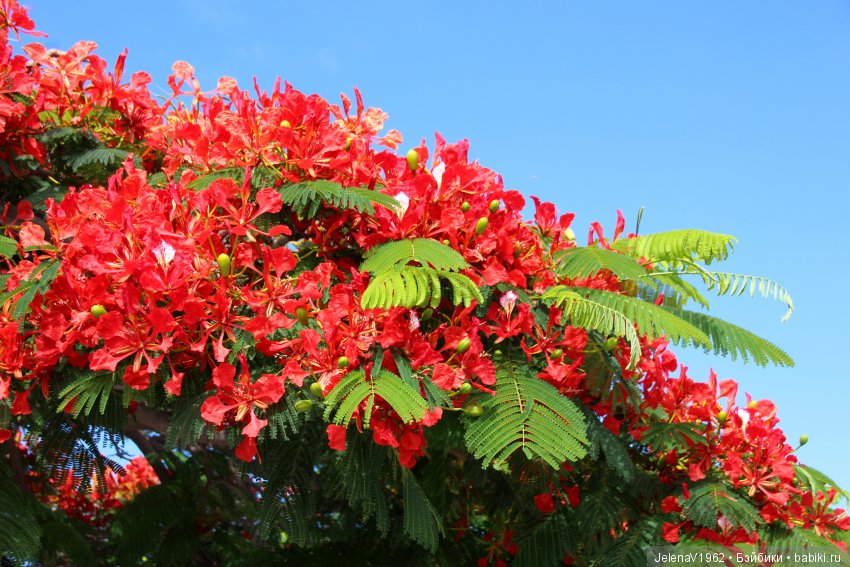 Удивительные цветы Тенерифе глазами Вихтелей