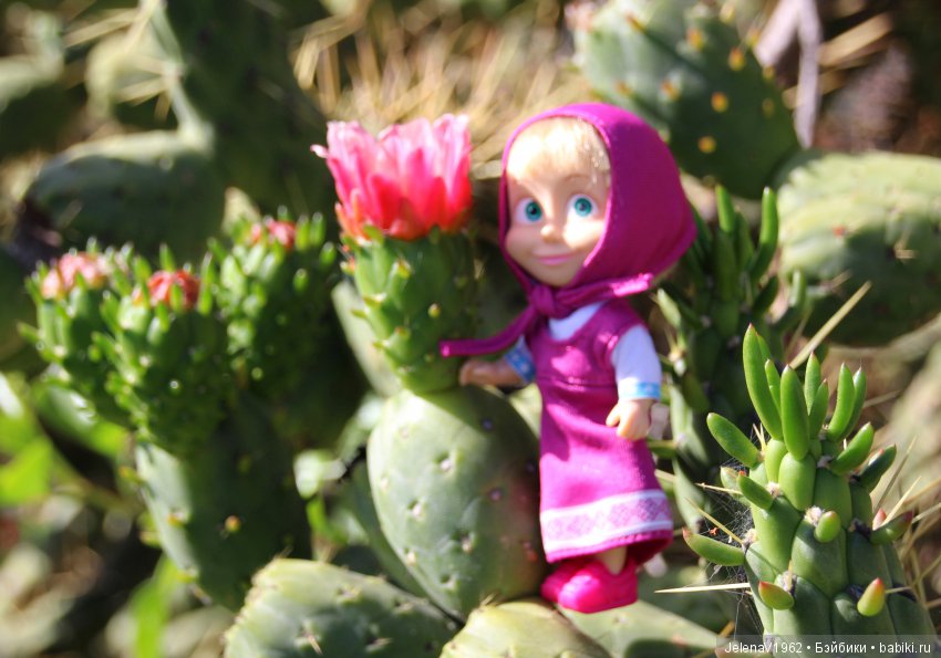 Удивительные цветы Тенерифе глазами Вихтелей