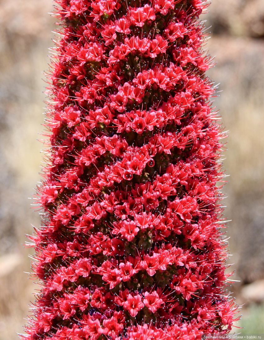 Удивительные цветы Тенерифе глазами Вихтелей (фото 7)