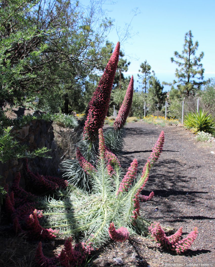Удивительные цветы Тенерифе глазами Вихтелей
