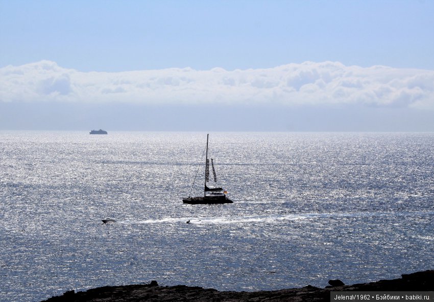 Удивительные цветы Тенерифе глазами Вихтелей