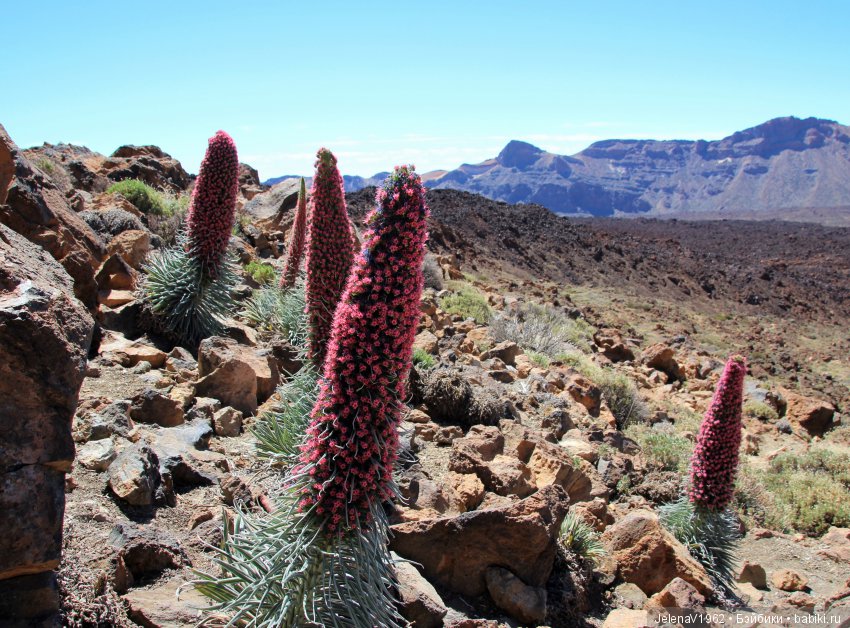 Удивительные цветы Тенерифе глазами Вихтелей (фото 2)