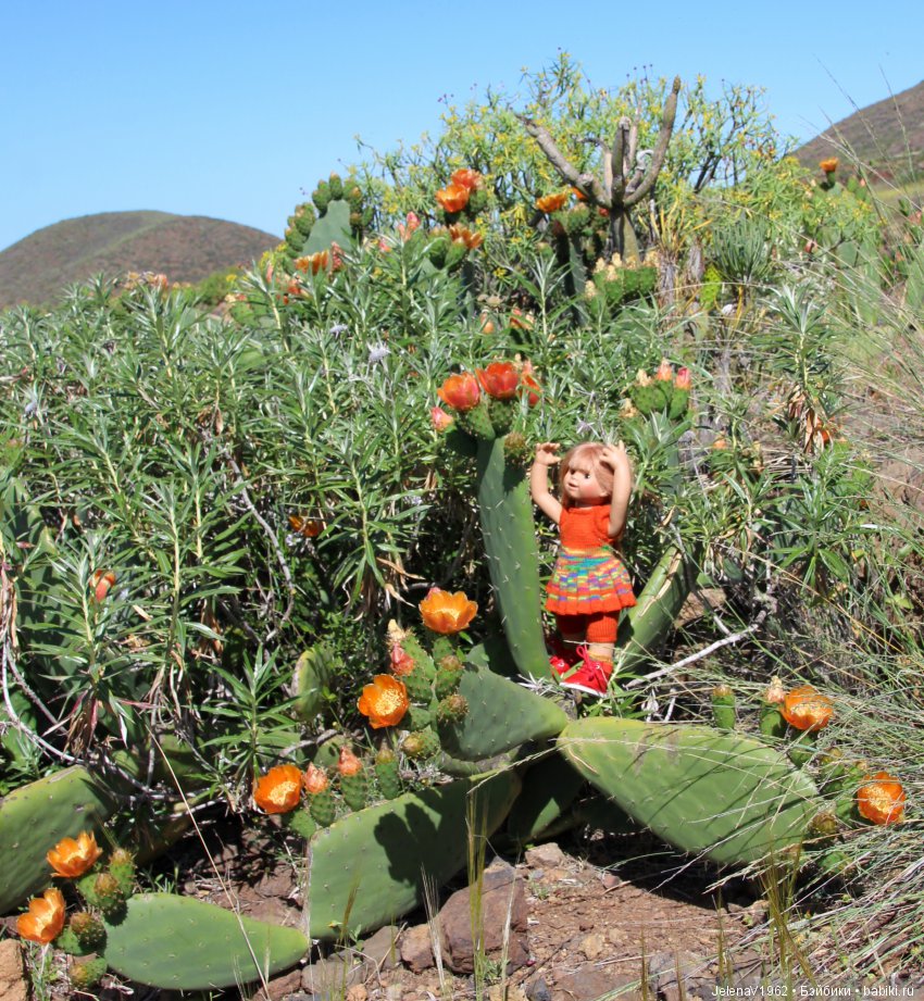 Удивительные цветы Тенерифе глазами Вихтелей