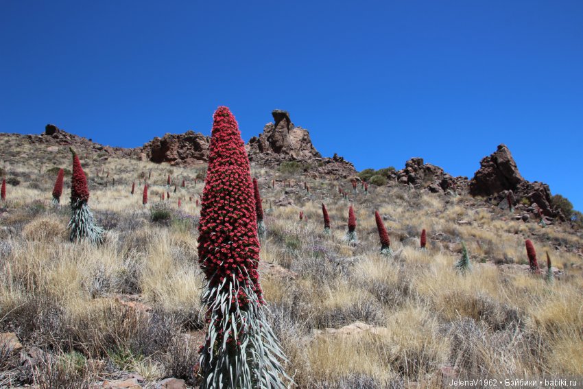 Удивительные цветы Тенерифе глазами Вихтелей (фото 5)