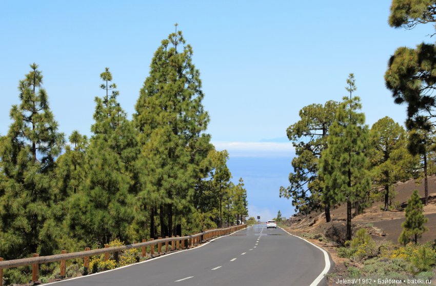 Удивительные цветы Тенерифе глазами Вихтелей