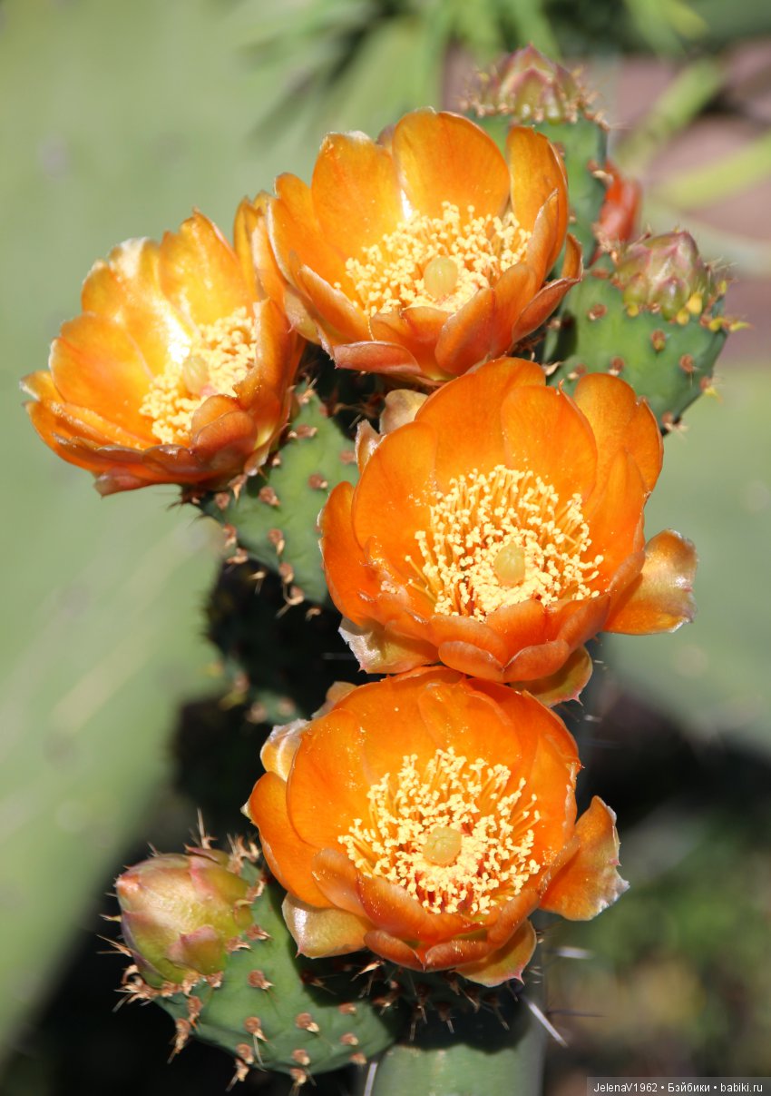 Удивительные цветы Тенерифе глазами Вихтелей