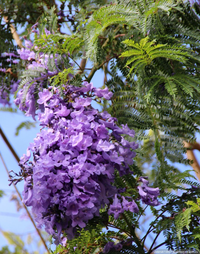 Удивительные цветы Тенерифе глазами Вихтелей