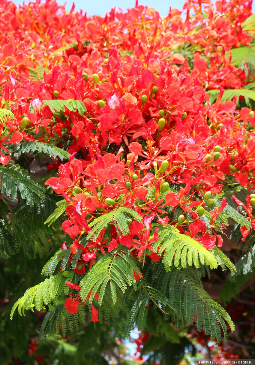 Удивительные цветы Тенерифе глазами Вихтелей