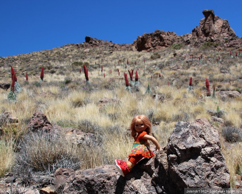 Удивительные цветы Тенерифе глазами Вихтелей (фото 8)