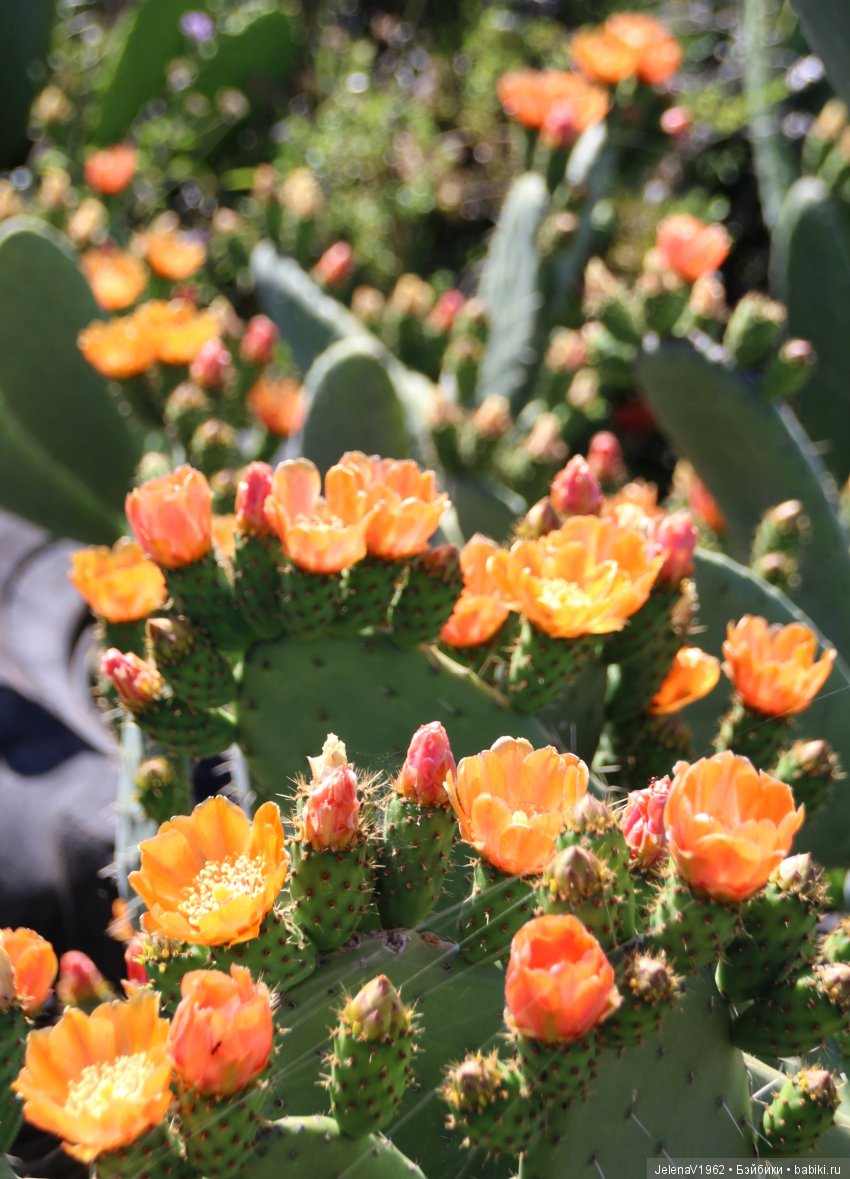 Удивительные цветы Тенерифе глазами Вихтелей