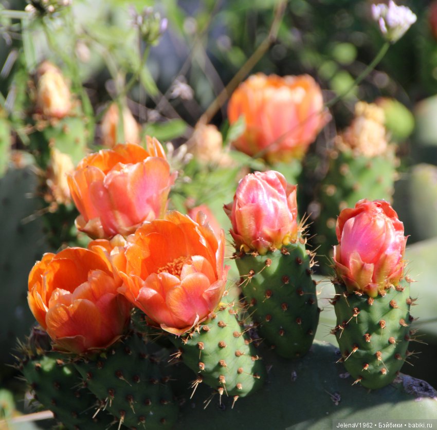 Удивительные цветы Тенерифе глазами Вихтелей