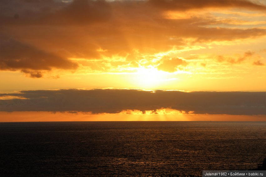 Удивительные цветы Тенерифе глазами Вихтелей