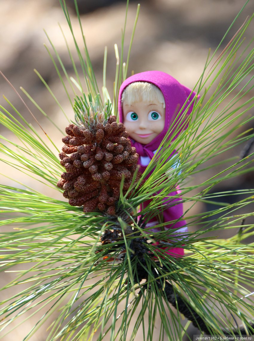 Удивительные цветы Тенерифе глазами Вихтелей