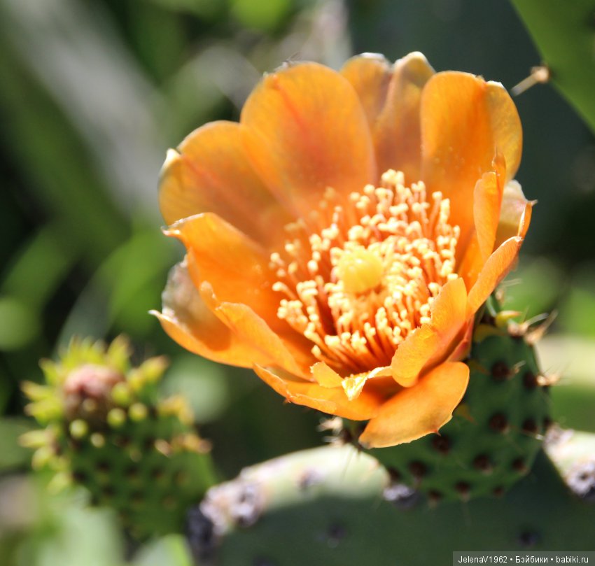 Удивительные цветы Тенерифе глазами Вихтелей