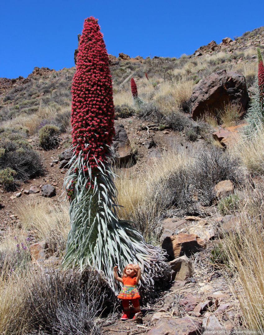Удивительные цветы Тенерифе глазами Вихтелей (фото 4)