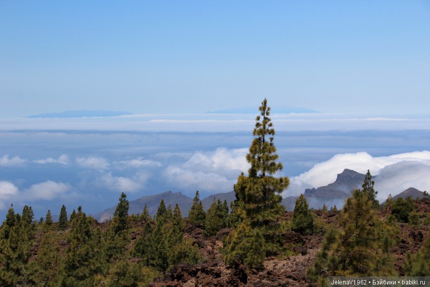 Удивительные цветы Тенерифе глазами Вихтелей