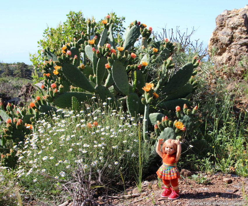 Удивительные цветы Тенерифе глазами Вихтелей