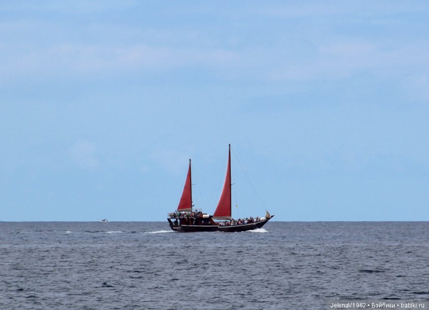Удивительные цветы Тенерифе глазами Вихтелей