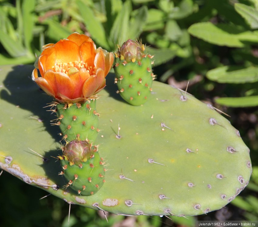 Удивительные цветы Тенерифе глазами Вихтелей