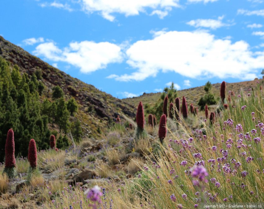 Удивительные цветы Тенерифе глазами Вихтелей