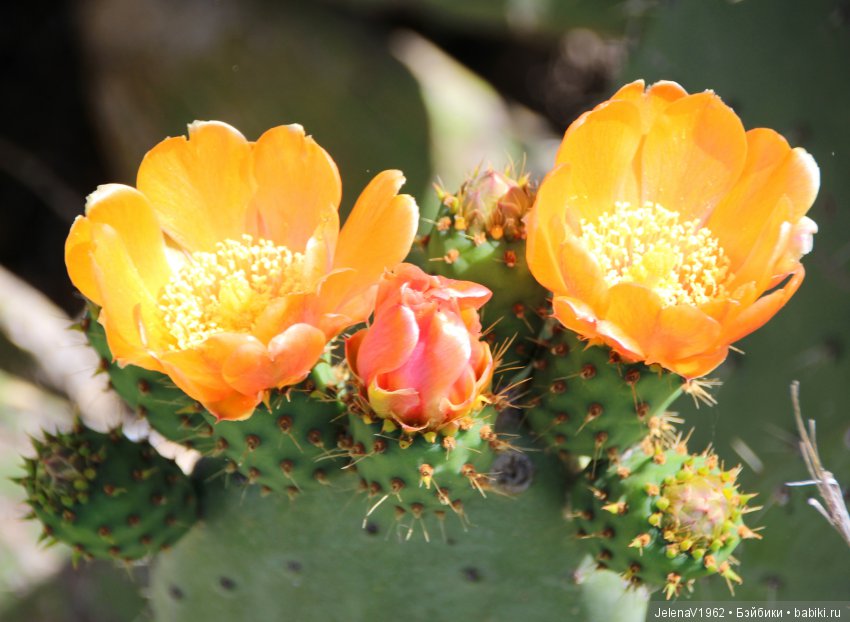 Удивительные цветы Тенерифе глазами Вихтелей