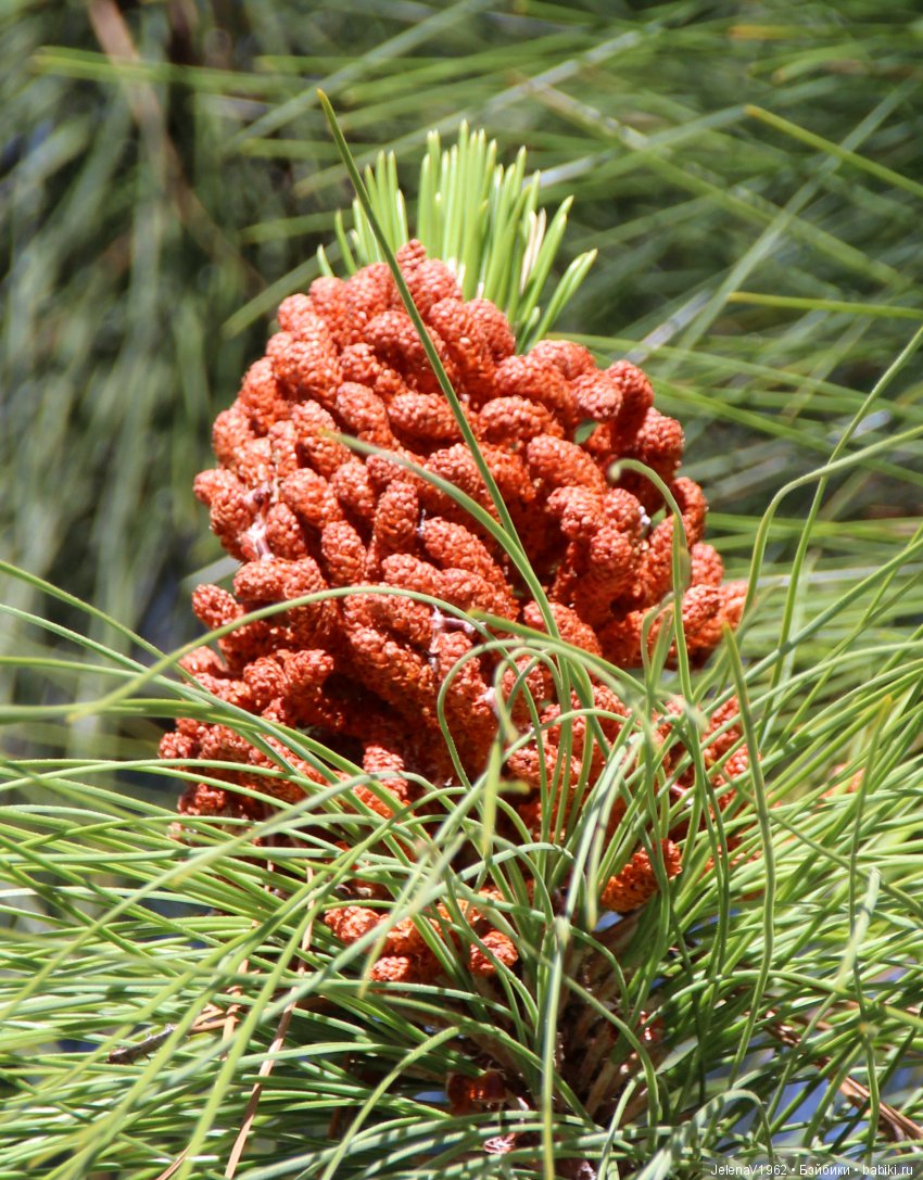 Удивительные цветы Тенерифе глазами Вихтелей