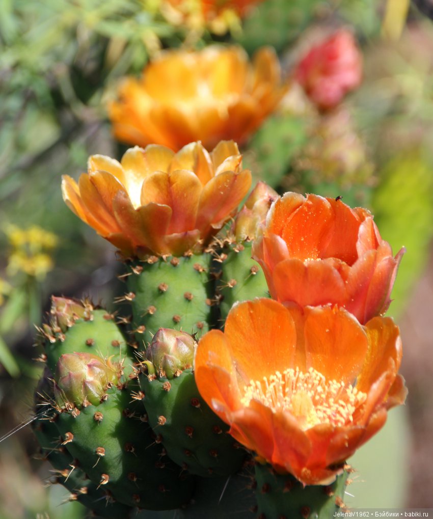 Удивительные цветы Тенерифе глазами Вихтелей