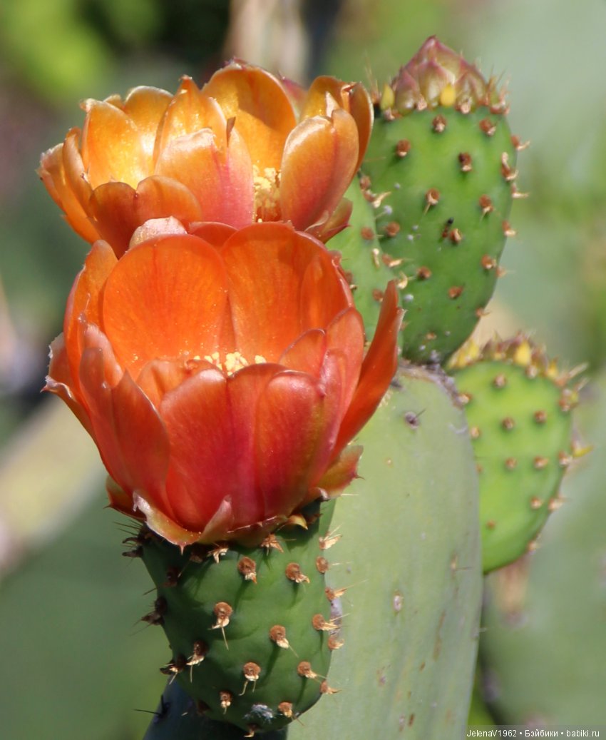 Удивительные цветы Тенерифе глазами Вихтелей