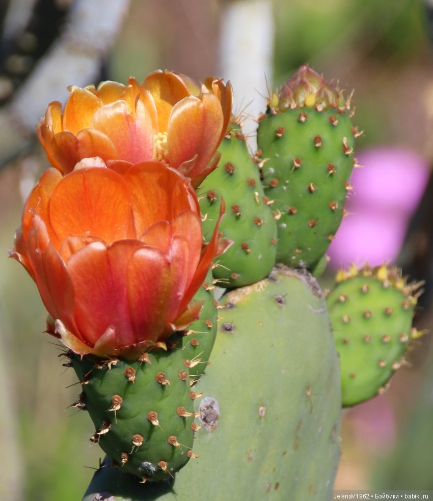 Удивительные цветы Тенерифе глазами Вихтелей