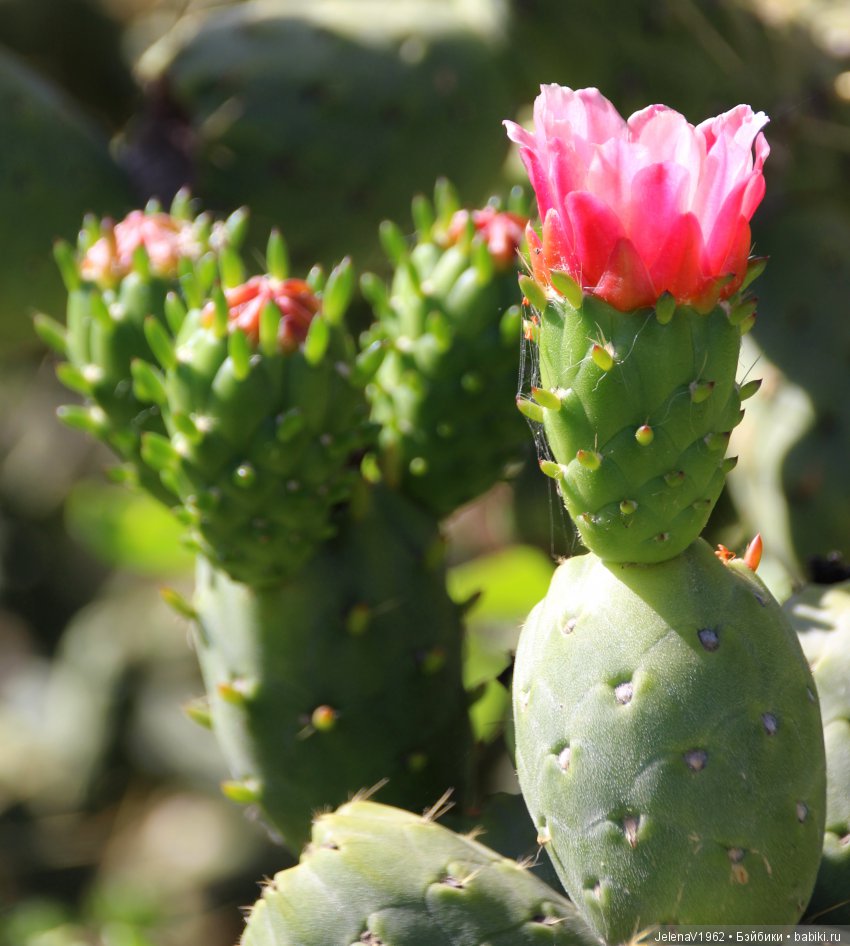 Удивительные цветы Тенерифе глазами Вихтелей