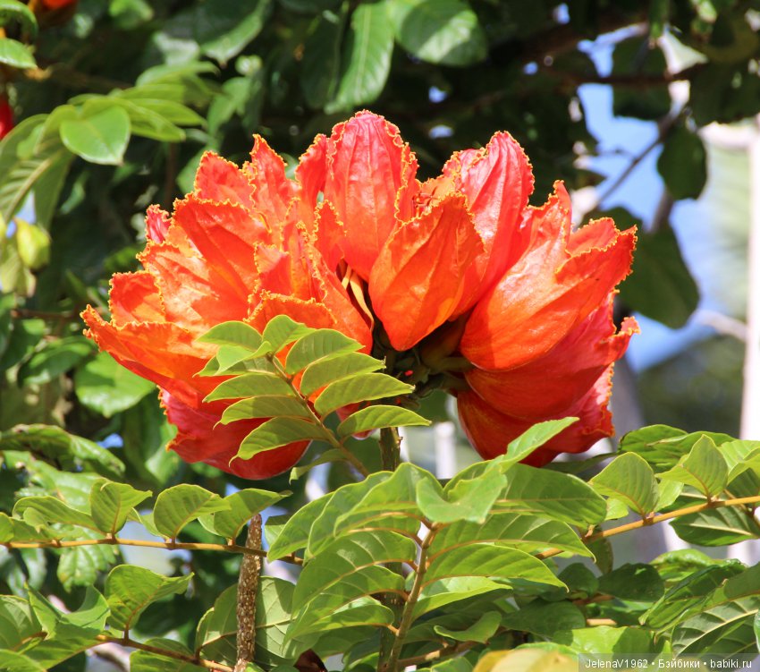 Удивительные цветы Тенерифе глазами Вихтелей