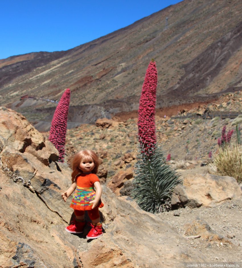 Удивительные цветы Тенерифе глазами Вихтелей (фото 3)