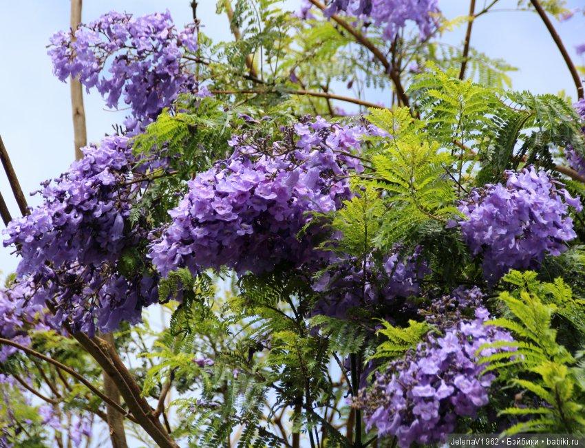 Удивительные цветы Тенерифе глазами Вихтелей