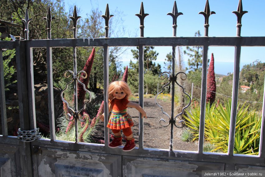 Удивительные цветы Тенерифе глазами Вихтелей