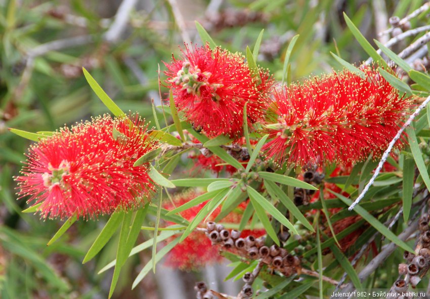 Удивительные цветы Тенерифе глазами Вихтелей
